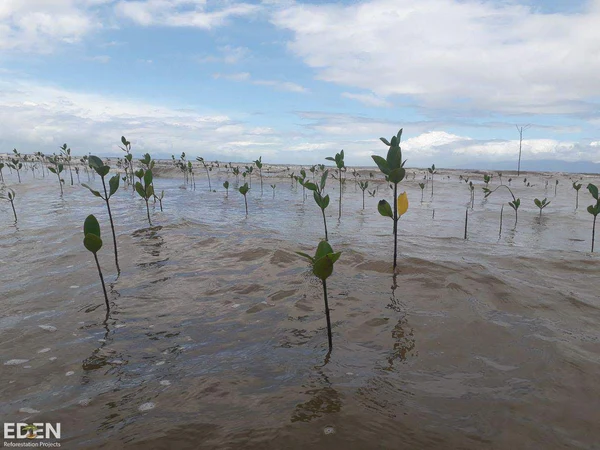 Indonesian plants